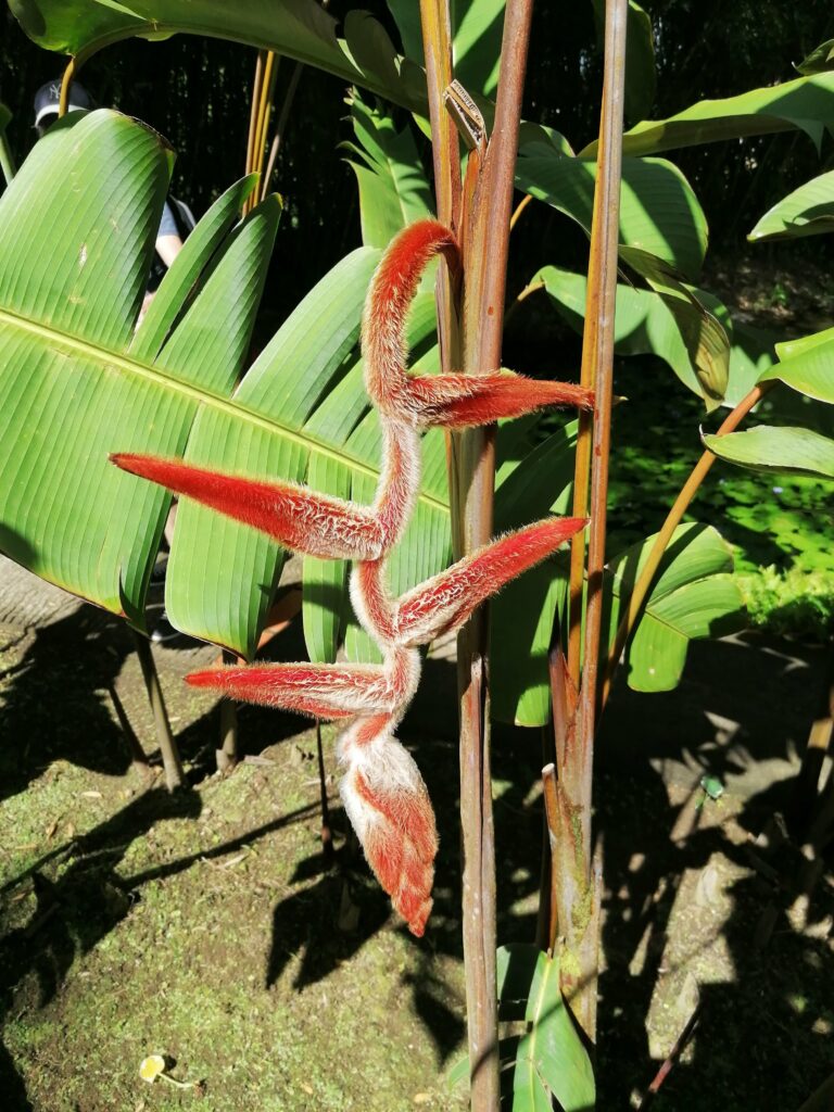 Jardin de Balata