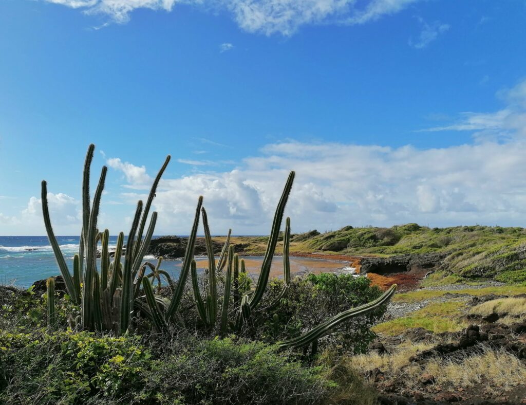 Savane des pétrifications