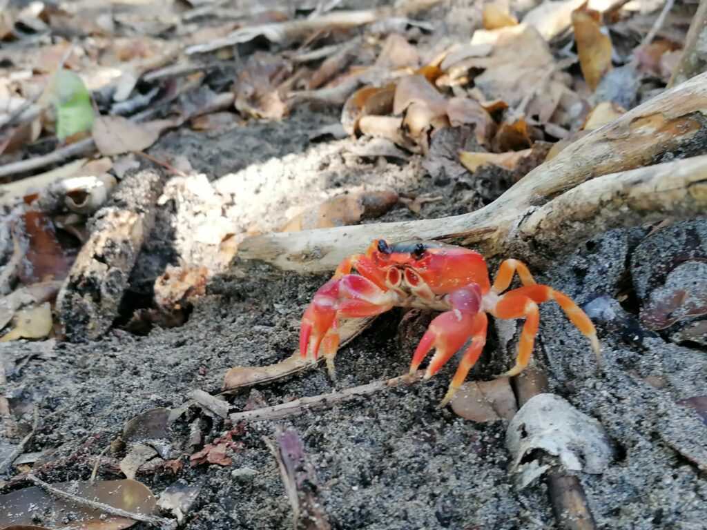 Crabe Savane des pétrifications