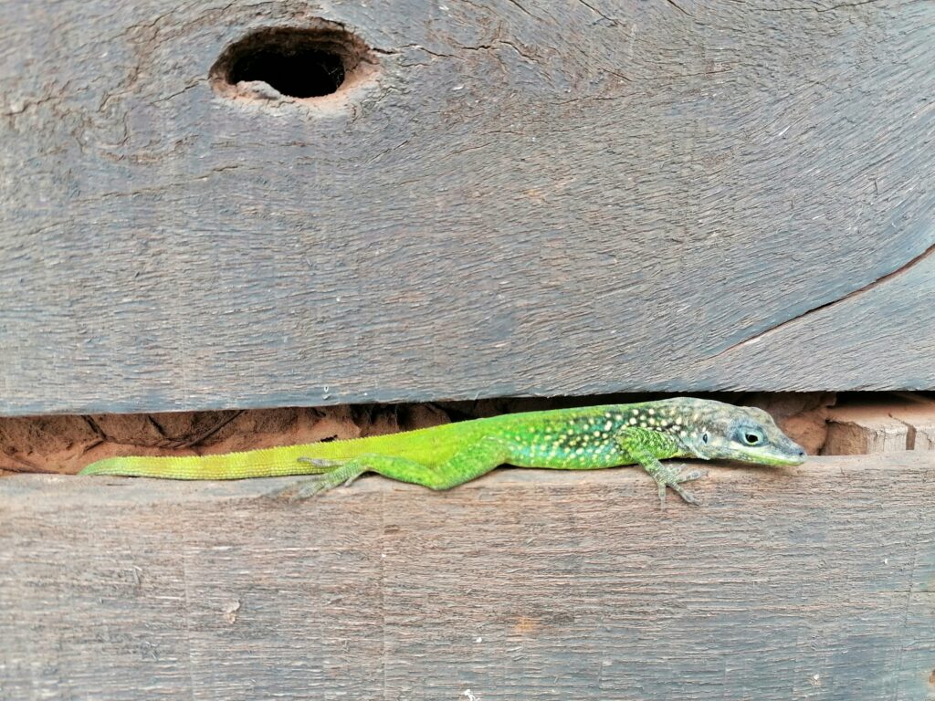 Lézard Anse noire anse Dufour