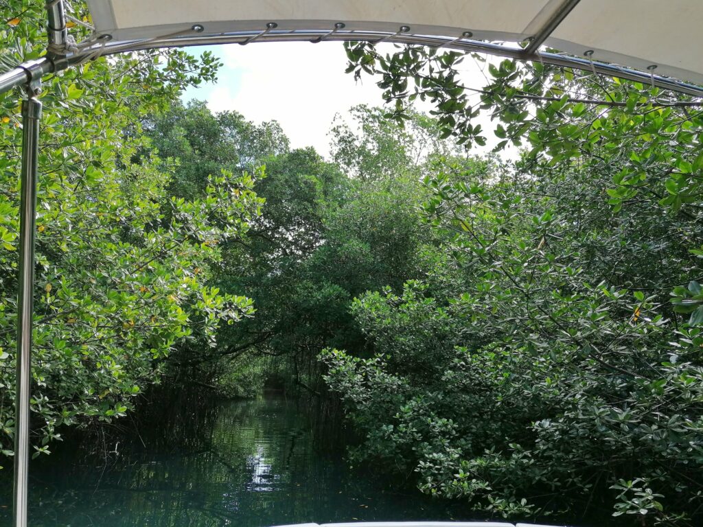 Zagaya mangrove 