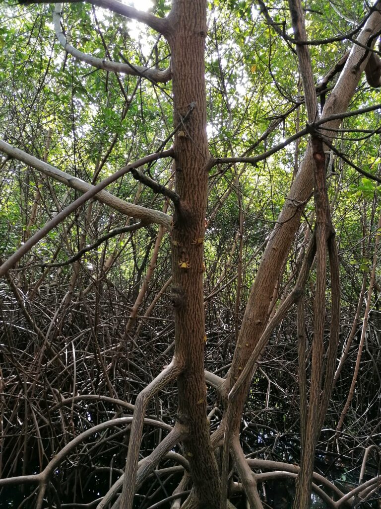 Zagaya mangrove 