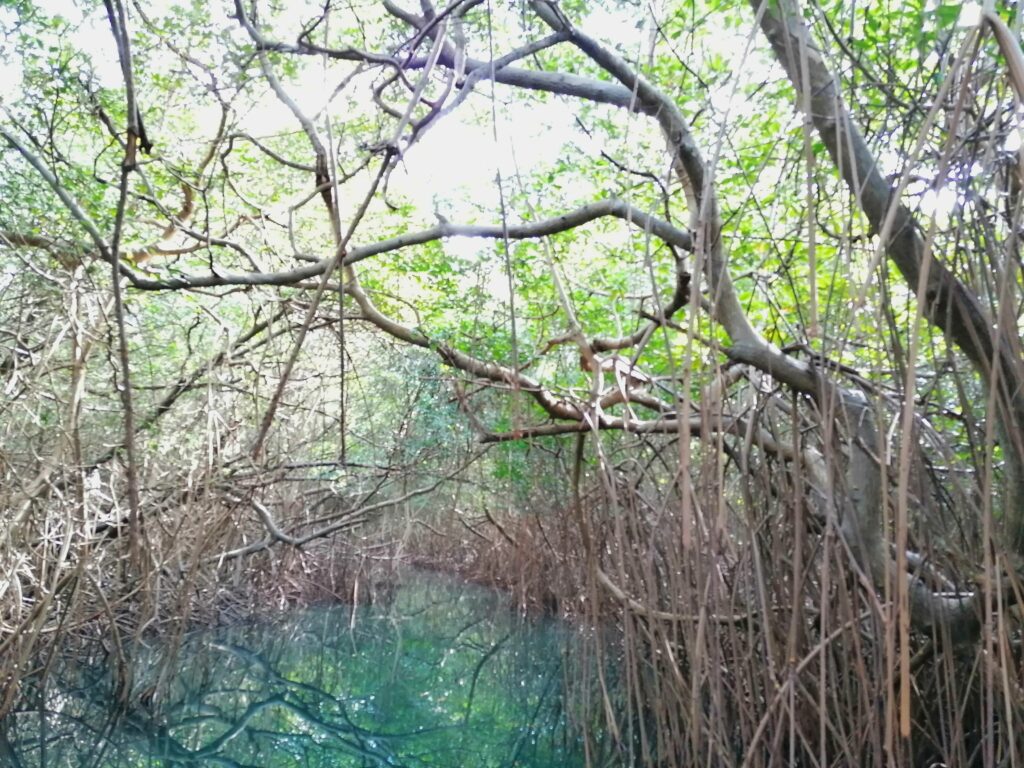 Zagaya mangrove 