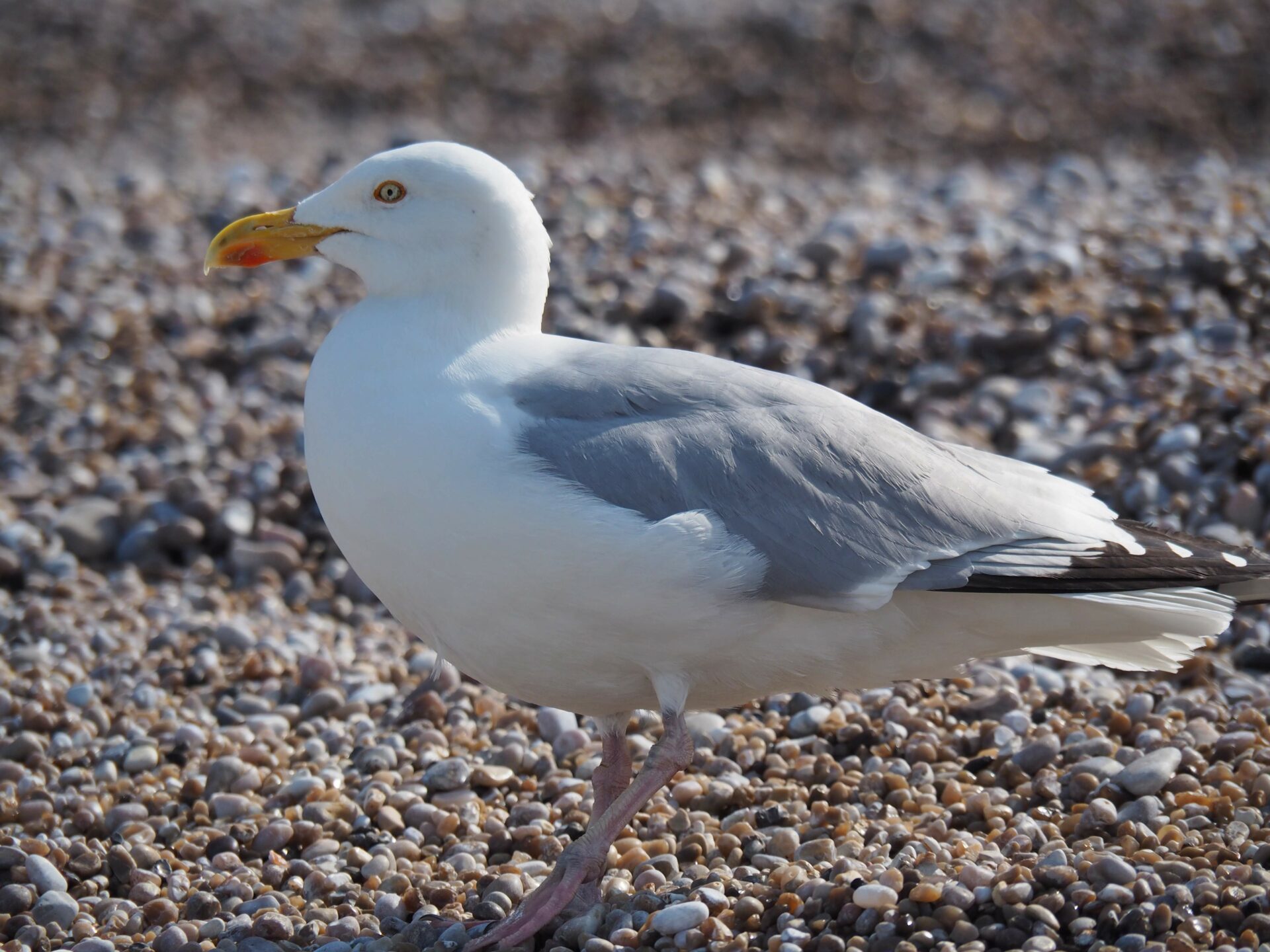 Mouette Etretat