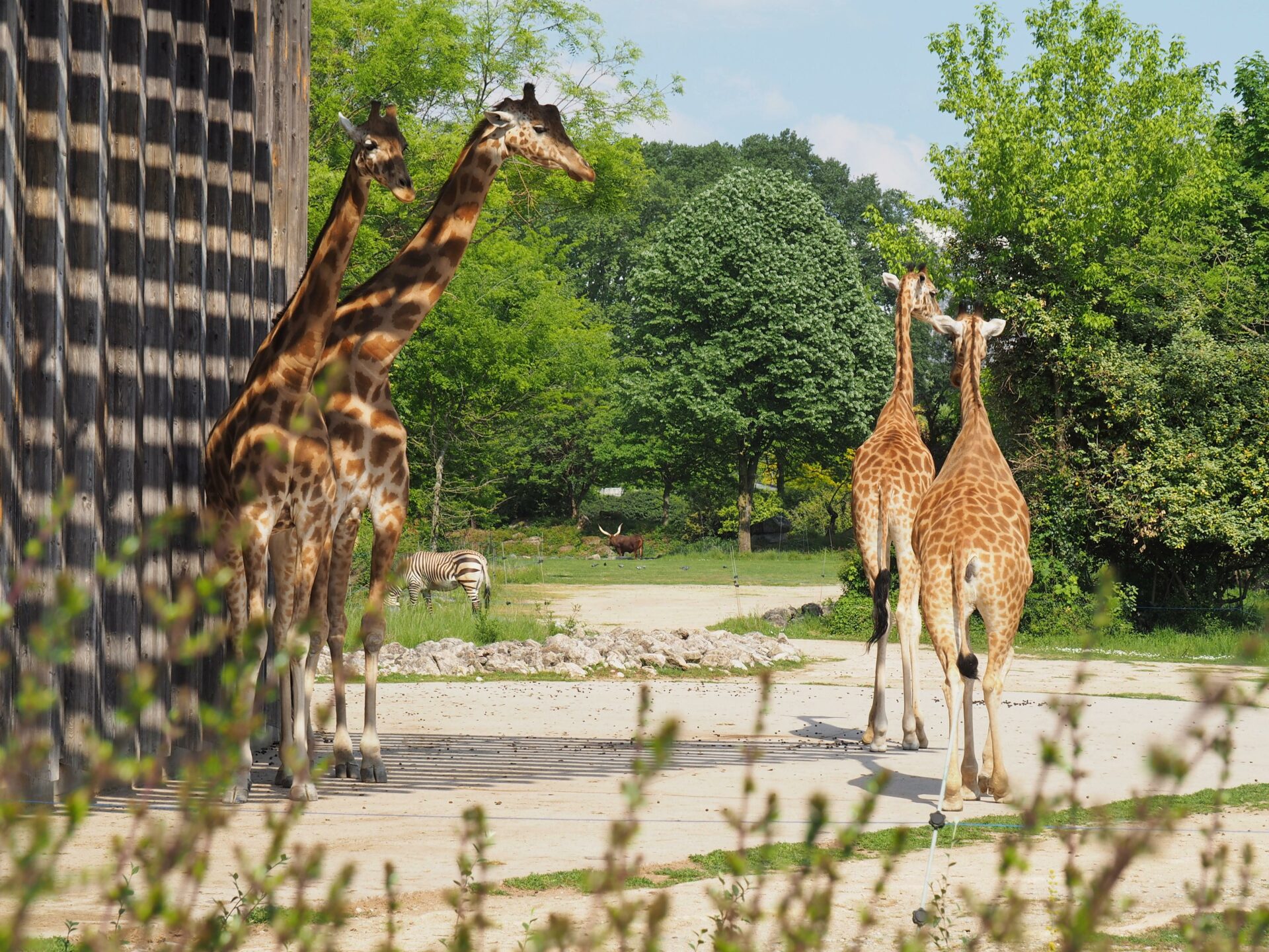 Zoo parc de la tête d'Or Lyon