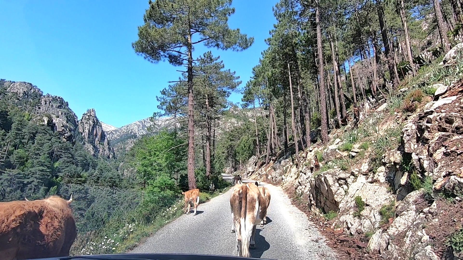 Vaches lac de Melo