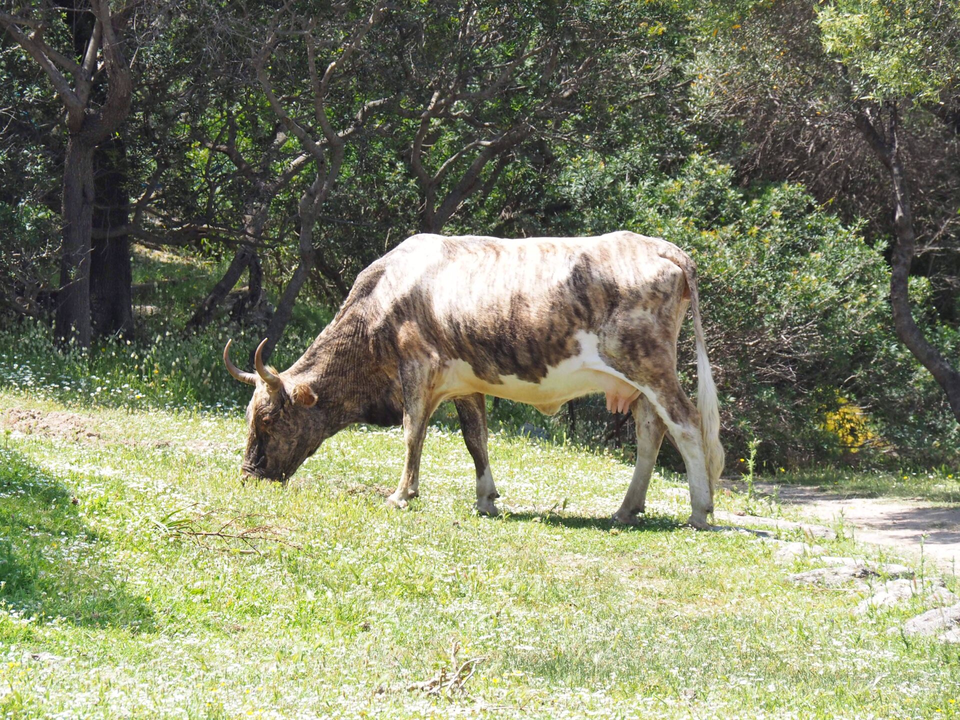 Désert des Agriates