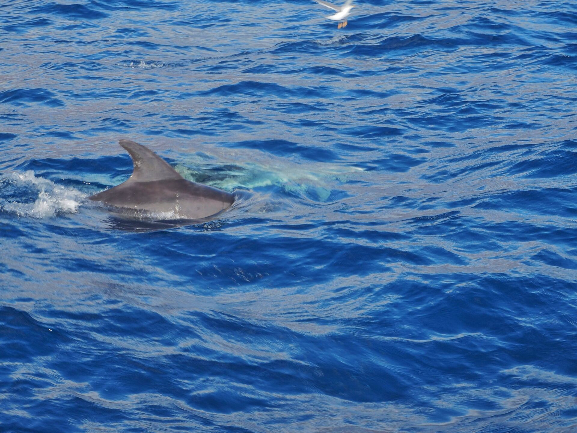 Dauphin Tenerife