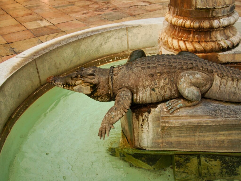 Crocodile Nîmes
