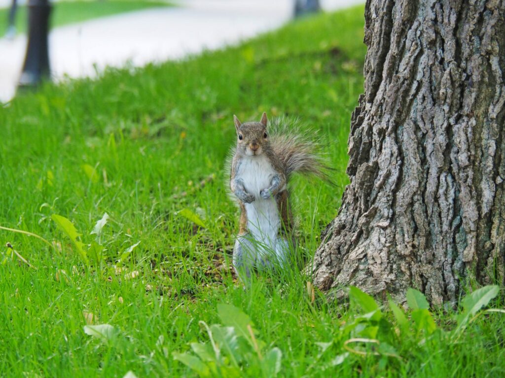 Ecureuil Montréal