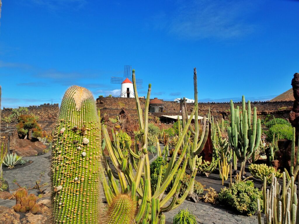 Jardin de cactus Lanzarote