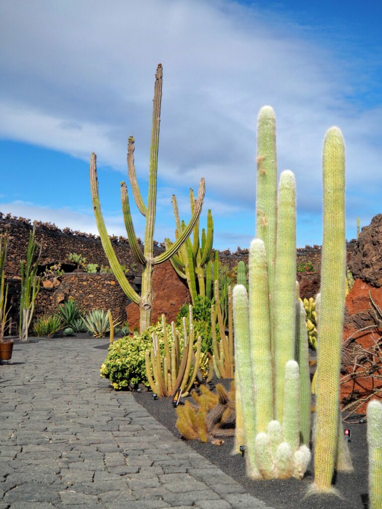 Jardin de cactus Lanzarote