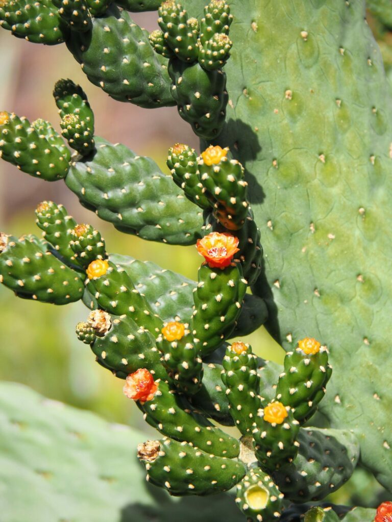 Jardin de cactus Lanzarote