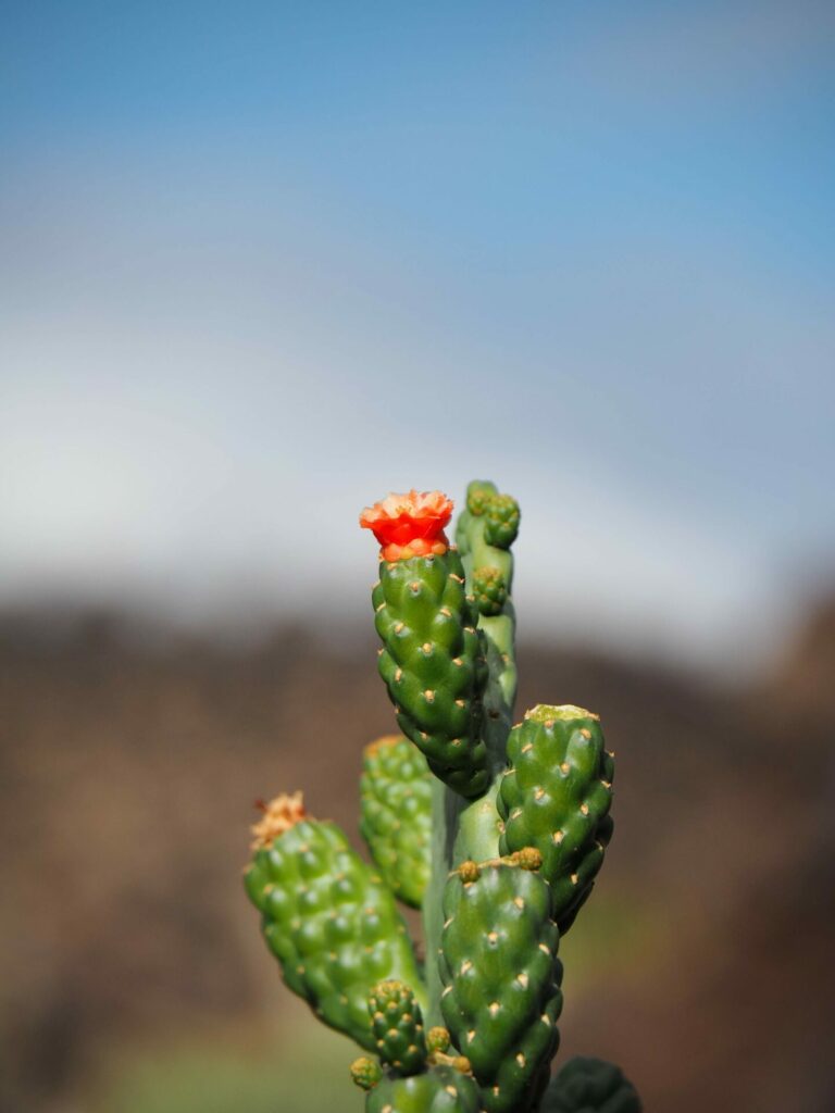 Jardin de cactus Lanzarote