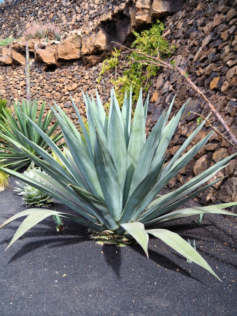 Jardin de cactus