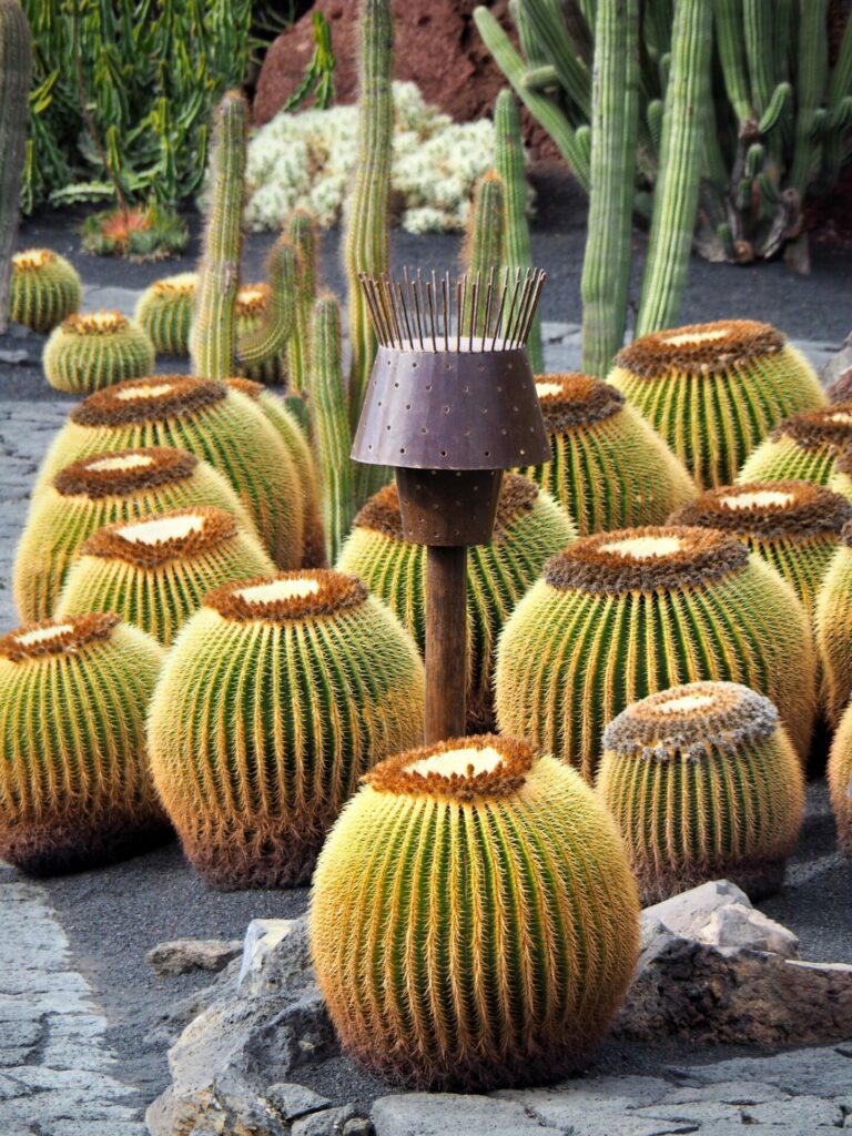 Jardin de cactus