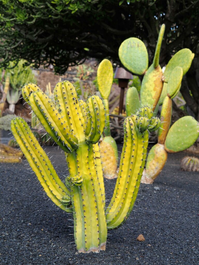 Jardin de cactus 