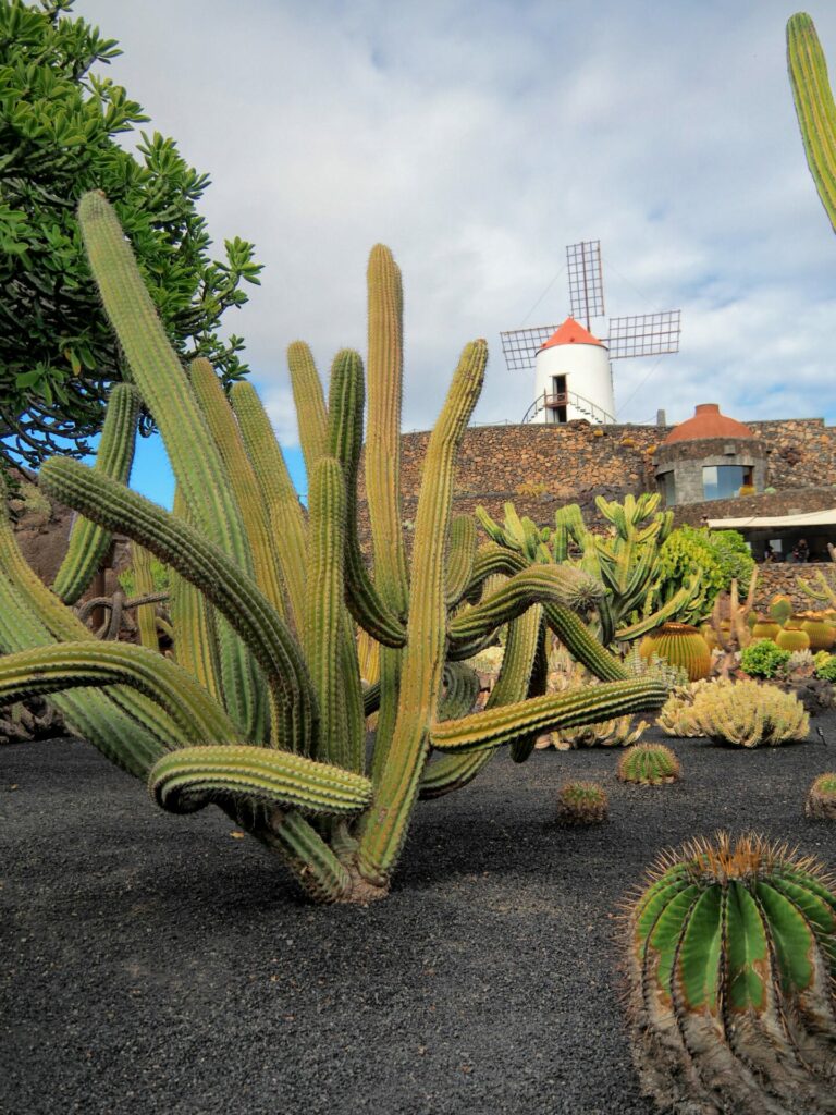 Jardin de cactus Lanzarote