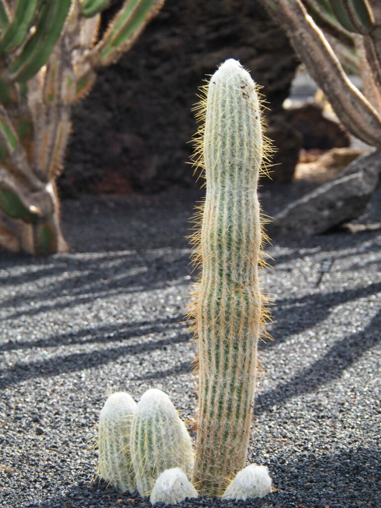 Jardin de cactus 