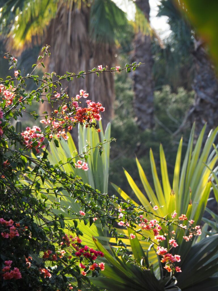 Jardin Majorelle