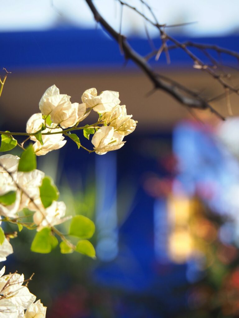 Jardin Majorelle