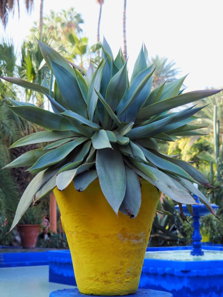 Jardin Majorelle