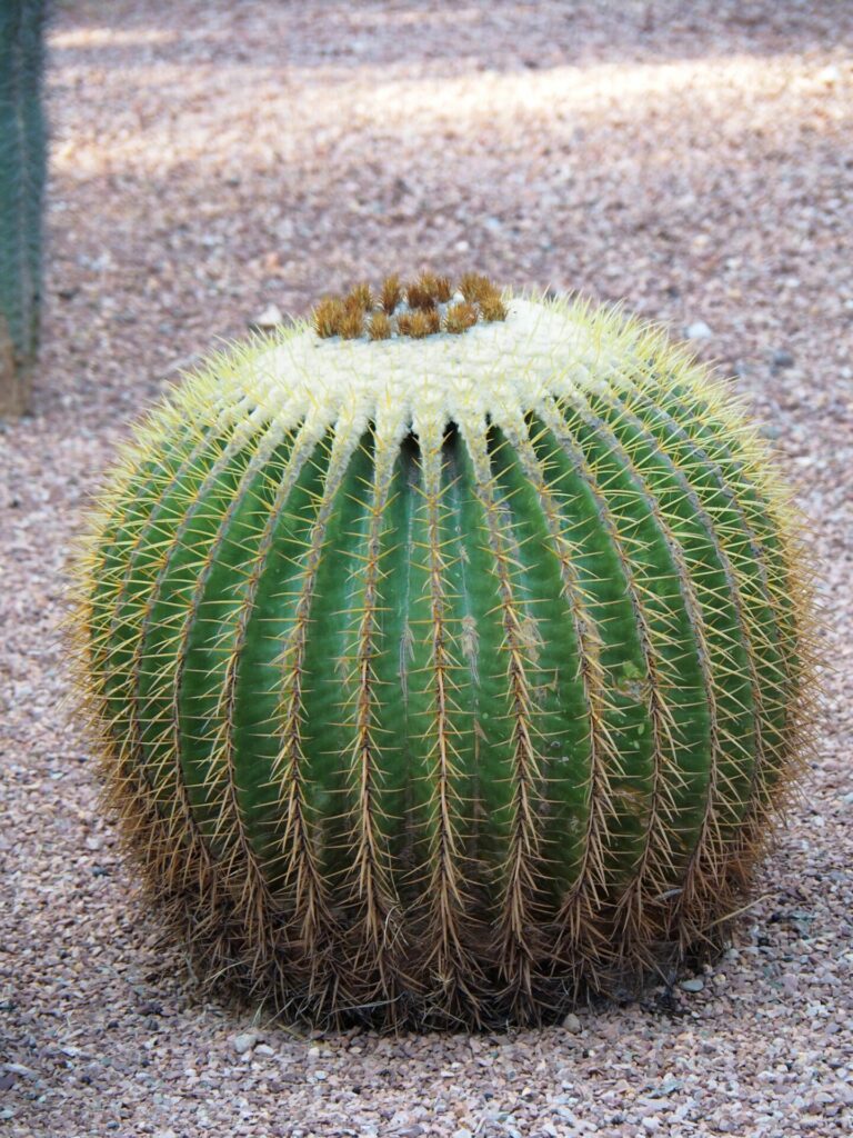 Jardin Majorelle