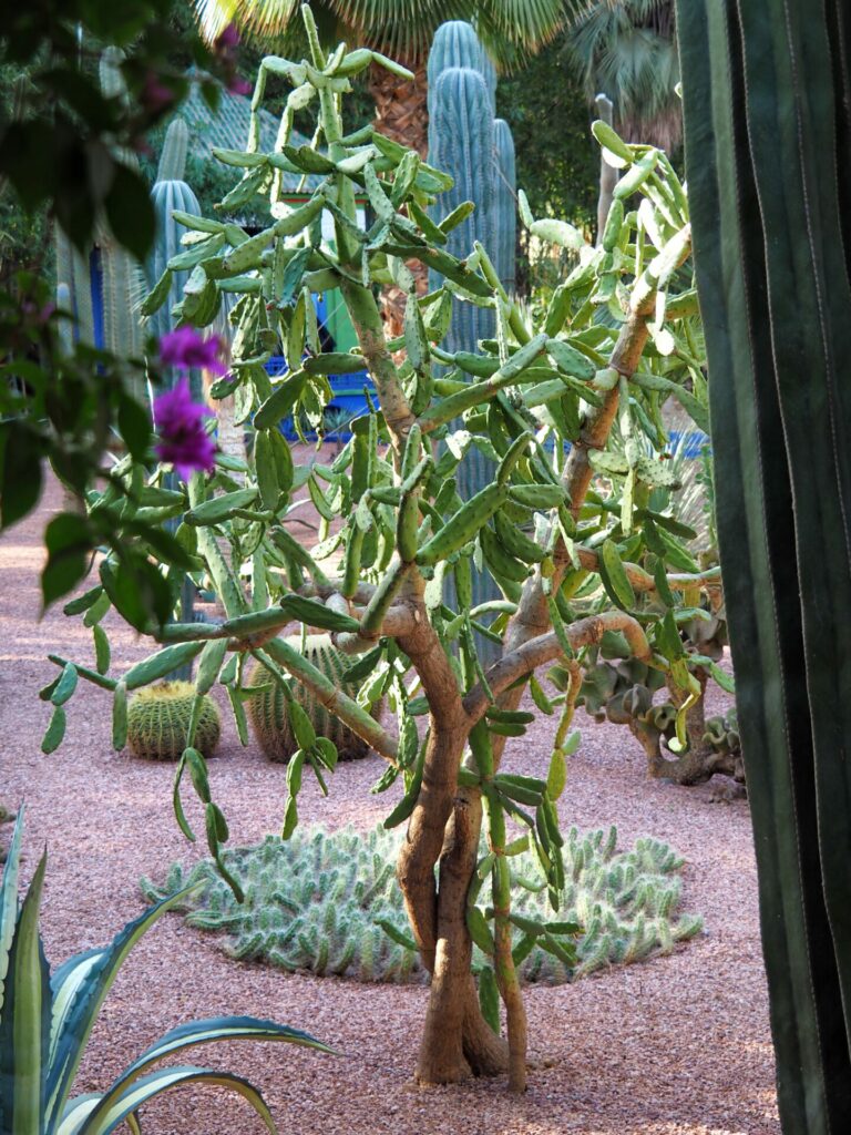 Jardin Majorelle