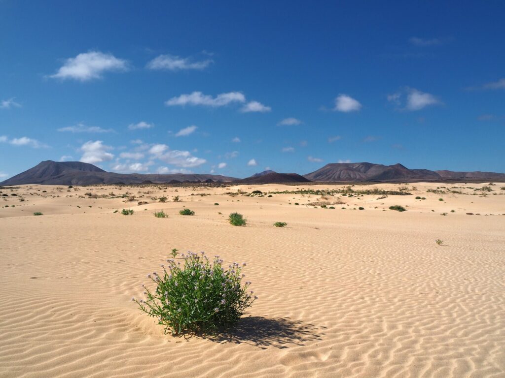 Parc naturel de Corralejo