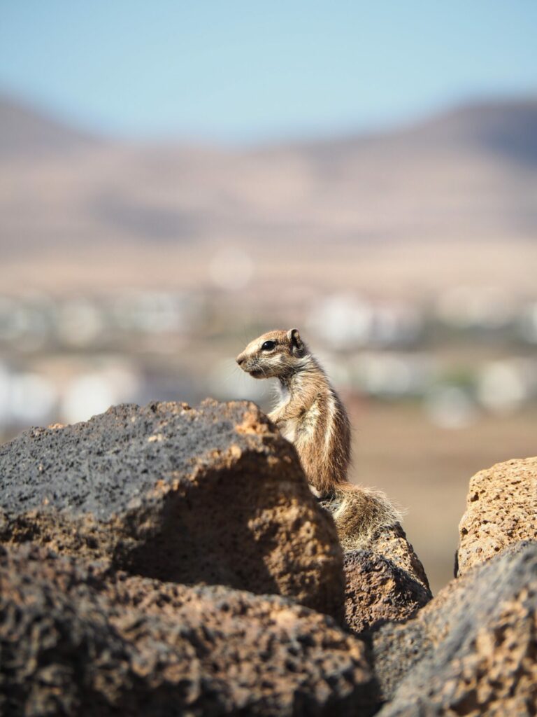 Calderón Hondo Fuerteventura