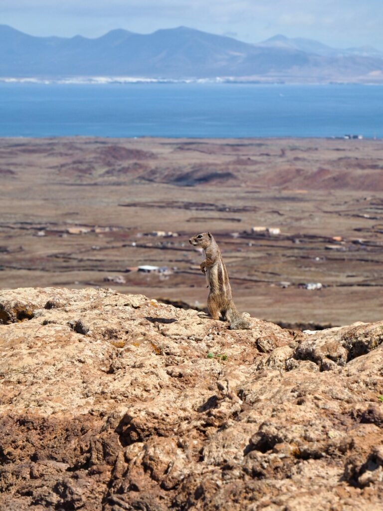 Calderón Hondo Fuerteventura